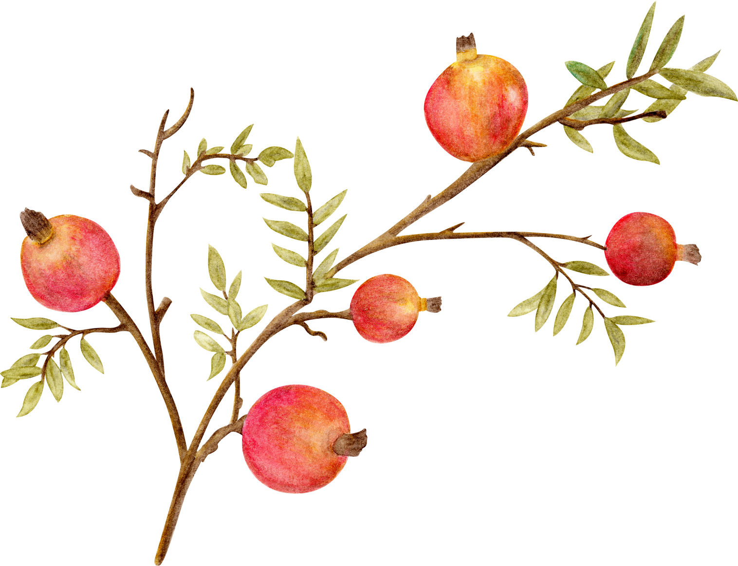 Organic Pomegranate Branch with Fruits