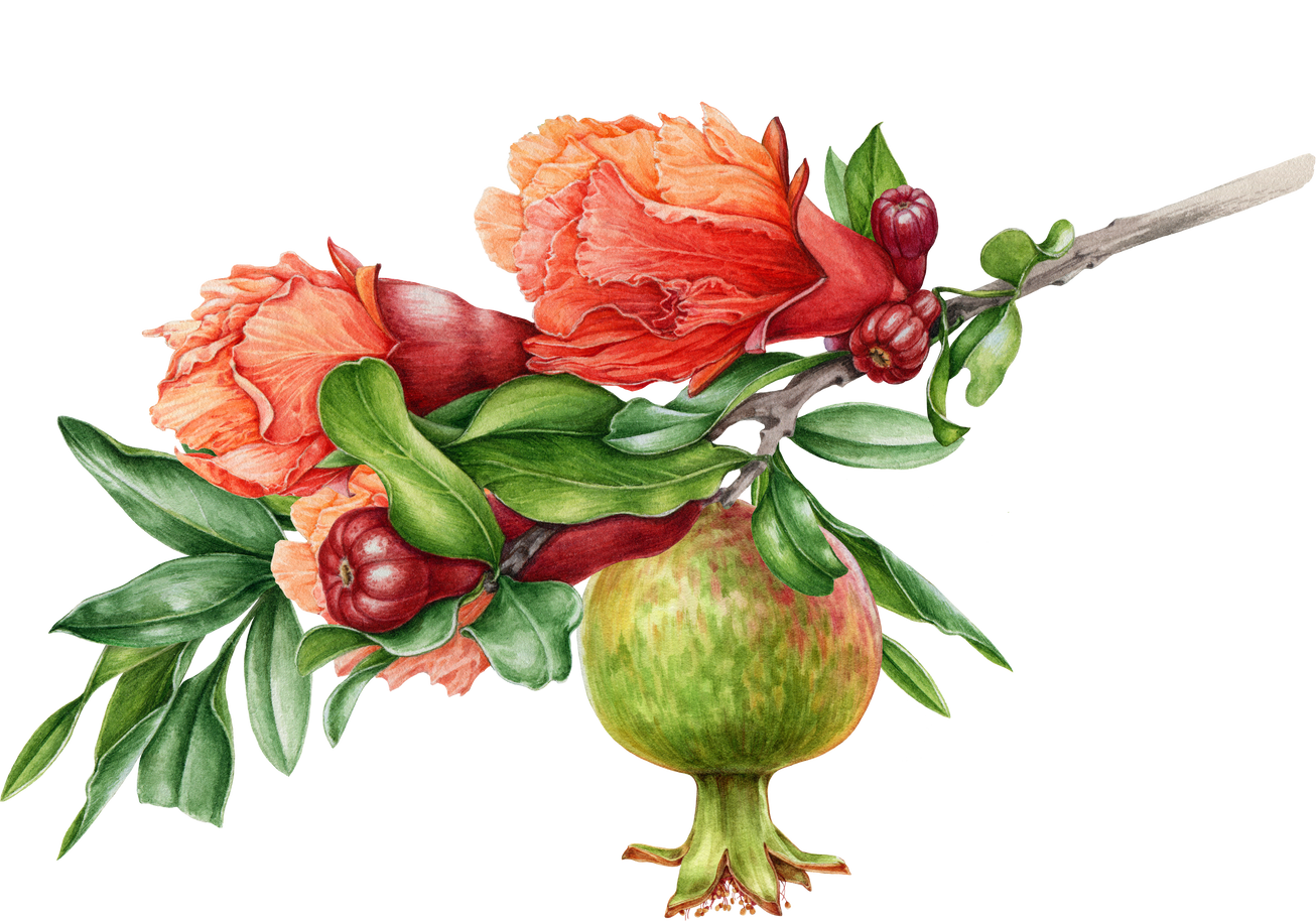 Pomegranate tree branch with leaves and flowers